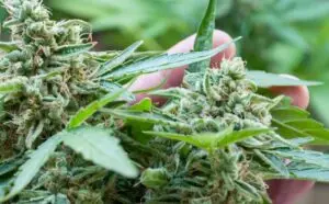ILGM Seed Deals: Top 4 Ways to Get FREE Seeds & Maximize Your Value!