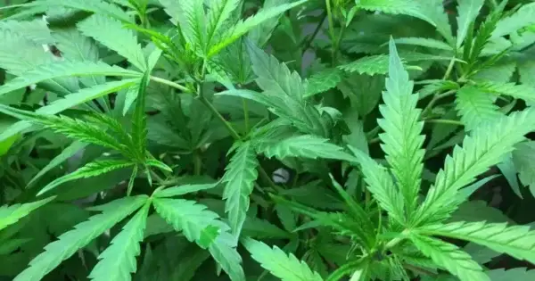 Medical Marijuana Seeds Grow Guide Medical Marijuana Seeds Grow Guide