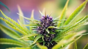 October 2025 top 5 deals going on in northatlanticseed.com