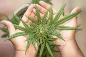 Transplanting and Caring for Seedlings: Marijuana Grow Guide Part 4