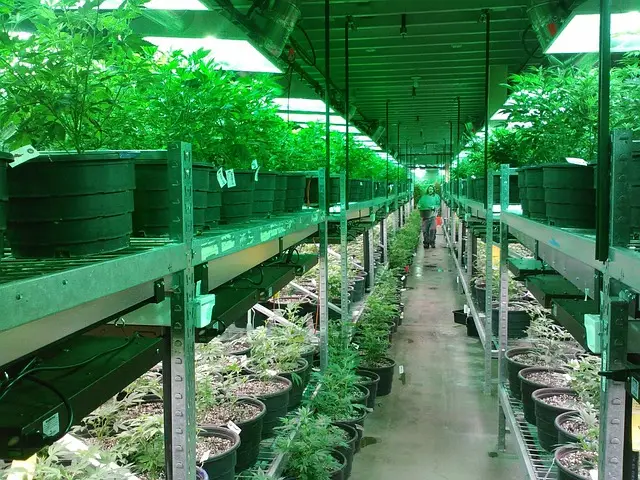 colorado marijuana grow, marijuana dispensary, growing marijuana, growing cannabis, cannabis dispensary, plants, leaf