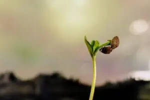 The Vegetative Stage: Building Strong, Healthy Plants:Marijuana Grow Guide Part 5