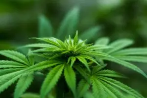 Top 4 FREE Seed Deals: Unlock Maximum Value at Attitude Seedbank USA!