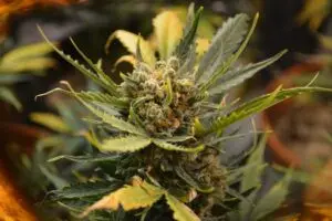 The Flowering Stage: How to Maximize Bud Growth:Marijuana Grow Guide Part 6