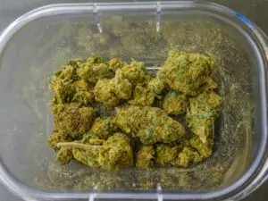 Harvesting, Drying, and Curing Your Marijuana Buds:Marijuana Grow Guide Part 7