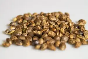 TOP Marijuana Seed Deals  – OCTOBER 2025